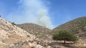 Mardin’de orman yangını