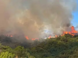 Kocaeli’de orman yangını çıktı