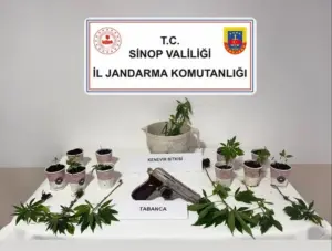 Sinop’ta jandarmadan kenevir operasyonu: 4 şüpheliye adli işlem