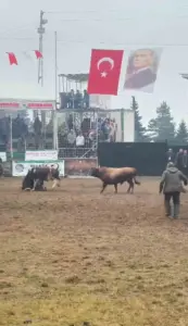 Rakibinden kaçan boğa, bakıcısını boynuzla yere serdi