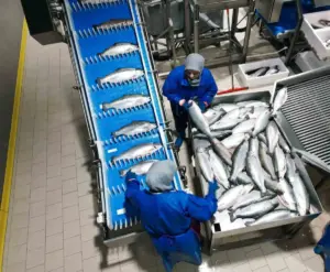 Samsun, su ürünleri ihracatında çıtayı yükseltiyor