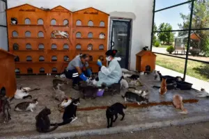 Diyarbakır’da 6 ayda 10 bin hayvan ihbarına müdahale