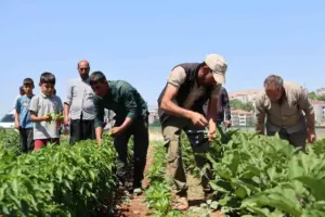 Vatandaş tarladan sofraya sebzeye doyacak